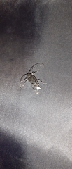 Aegomorphus nigricans