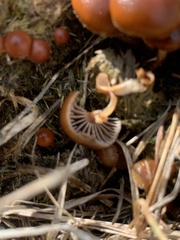 Deconica