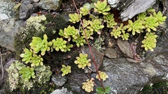 Sedum glaucophyllum