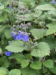 Salvia ballotiflora