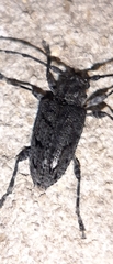 Aegomorphus nigricans