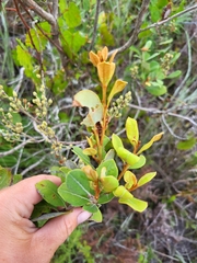 Lyonia fruticosa