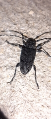 Aegomorphus nigricans
