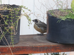 Saltator aurantiirostris