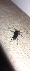 Aegomorphus nigricans