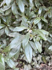 Myoporum laetum