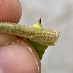 Caryomyia sanguinolenta