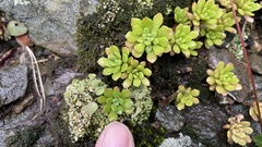Sedum glaucophyllum