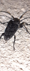 Aegomorphus nigricans