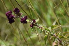 Origanum vulgare