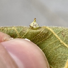 Caryomyia sanguinolenta