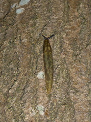 Limacus maculatus