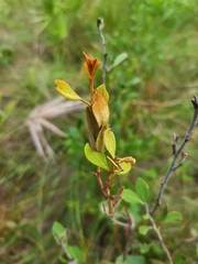 Lyonia fruticosa