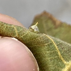 Caryomyia sanguinolenta