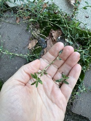 Polygonum arenastrum