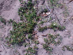 Mesembryanthemum aitonis