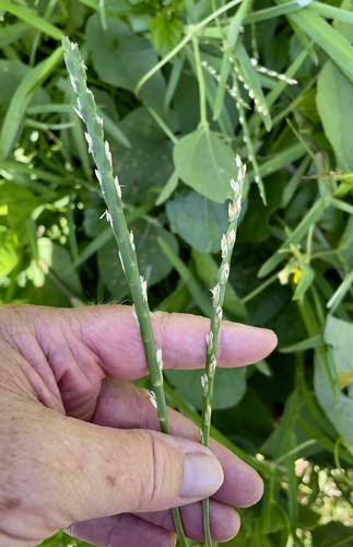 Stenotaphrum secundatum observed 2022-08-14