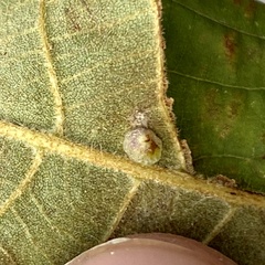 Caryomyia sanguinolenta