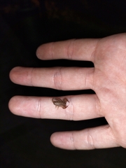 Euscorpius carpathicus