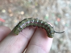 Anisota pellucida