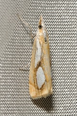 Catoptria pinella