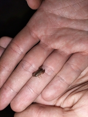 Euscorpius carpathicus