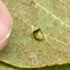 Caryomyia sanguinolenta