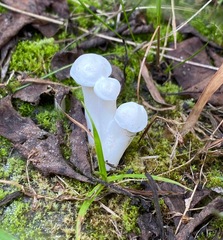 Hygrophorus eburneus