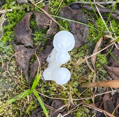 Hygrophorus eburneus