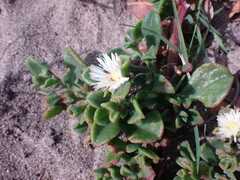 Mesembryanthemum aitonis