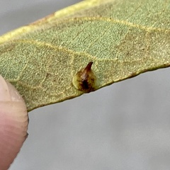 Caryomyia sanguinolenta