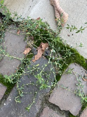 Polygonum arenastrum