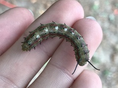 Anisota pellucida