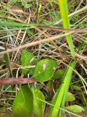 Lyonia fruticosa