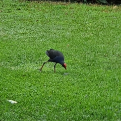 Porphyrio melanotus