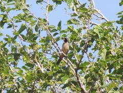 Saltator aurantiirostris