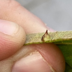 Caryomyia sanguinolenta