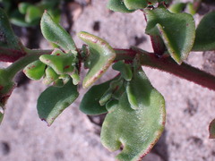 Mesembryanthemum aitonis