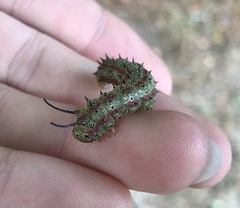 Anisota pellucida