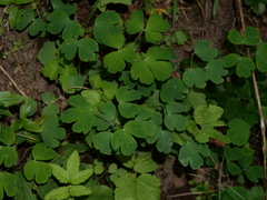 Isopyrum thalictroides
