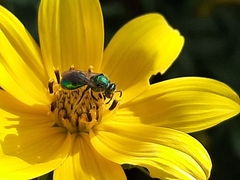 Augochloropsis metallica
