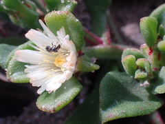 Mesembryanthemum aitonis
