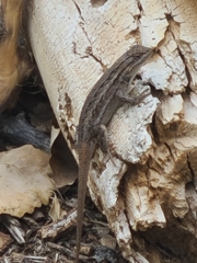Sceloporus cowlesi