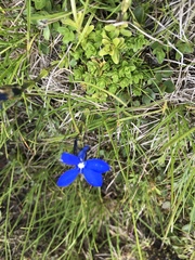 Gentiana bavarica