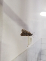 Eudonia truncicolella