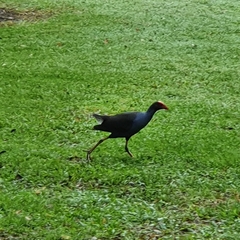 Porphyrio melanotus