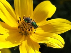 Augochloropsis metallica
