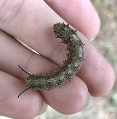 Anisota pellucida