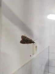 Eudonia truncicolella