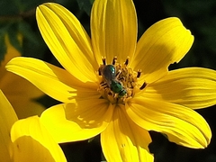 Augochloropsis metallica